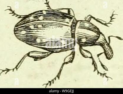 Image d'archive à partir de la page 202 de [Curculionidae] (1800) Banque D'Images