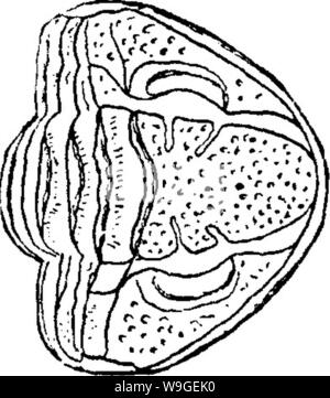 Image d'archive à partir de la page 201 d'un dictionnaire des fossiles Banque D'Images