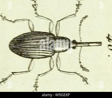 Image d'archive à partir de la page 202 de [Curculionidae] (1800) Banque D'Images