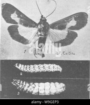 Image d'archive à partir de la page 202 de l'encyclopédie de l'horticulture ; Banque D'Images