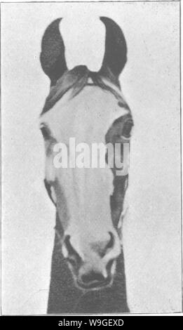 Image d'archive à partir de la page 204 de points du cheval ; un Banque D'Images