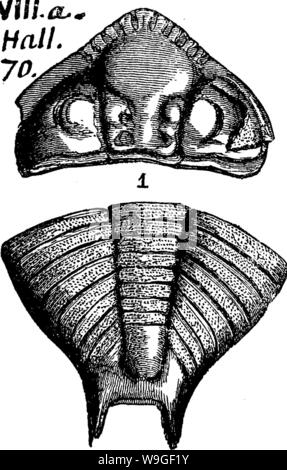 Image d'archive à partir de la page 205 d'un dictionnaire des fossiles Banque D'Images