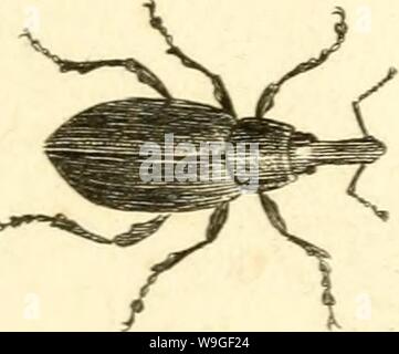 Image d'archive à partir de la page 206 de [Curculionidae] (1800)