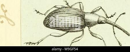 Image d'archive à partir de la page 208 de [Curculionidae] (1800) Banque D'Images