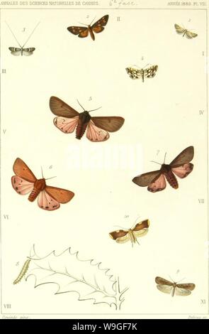 Image d'archive à partir de la page 208 de Lépidoptérologie (1881) Banque D'Images