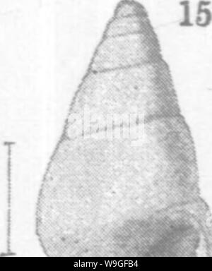 Image d'archive à partir de la page 209 de mollusques et crustacés de la Banque D'Images