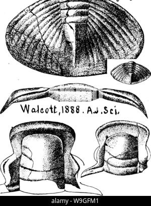 Image d'archive à partir de la page 214 d'un dictionnaire des fossiles Banque D'Images