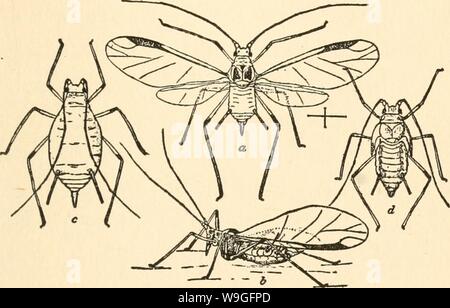 Image d'archive à partir de la page 214 de la culture et de maladies. La culture et les maladies de l'pois de culturediseaseso01taub Année : 1917 ( LES INSECTES NUISIBLES 153 jardins, et la plus grande de l'espèce verte qui attaque le PEA et les plantes (fig. 31 atoe). La couleur générale FIG. 31. Pois de AphlS, une femme ailée. 6 même d'un côté avec les ailes repliées en position naturelle, comme lors de l'alimentation. C ApteTOUS femme nymphe d EN DERNIÈRE ÉTAPE. (Après CHITTENDEN.) de l'insecte est uniforme vert pois, la même couleur que l'usine d'aliments préférés de l'insecte. Les yeux sont grands et de couleur brun rougeâtre. L Banque D'Images