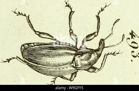 Image d'archive à partir de la page 218 de [Curculionidae] (1800) Banque D'Images