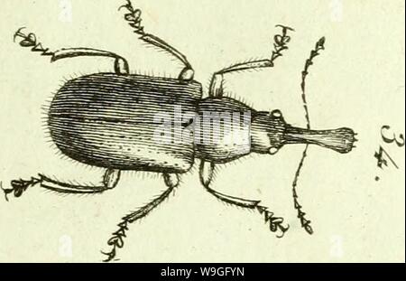 Image d'archive à partir de la page 218 de [Curculionidae] (1800) Banque D'Images