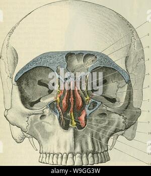 . Cunningham's Text-book de l'anatomie. L'anatomie. 220 l'ostéologie ...