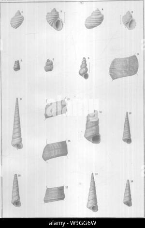 Image d'archive à partir de la page 221 de mollusques et crustacés de la Banque D'Images