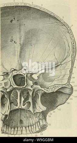 Image d'archive à partir de la page 223 de Cunningham's Text-book d'anatomie (1914). Cunningham's Text-book d'anatomie cunninghamstextb00cunn Année : 1914 ( 190 OSTÉOLOGIE. l'os et l'union de ce dernier avec le maxillaire. Juste au-dessus de l'ouverture de la ce pterygo-canal palatin, qui mène de l'pterygopalatine fossa à la surface inférieure du palais dur, est visible ; tout en bas une petite partie de la partie inférieure de la fosse ptérygoïde est couper à travers. Dans le choanse le moyen et inférieur concha ? . Sont perçus ; le bord inférieur de l'ancien correspond au niveau de la frontière supérieure Banque D'Images