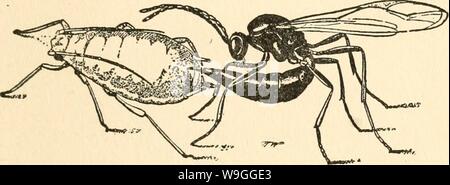 Image d'archive à partir de la page 224 de la culture et de maladies. La culture et les maladies de l'pois de culturediseaseso01taub Année : 1917 ( LES INSECTES NUISIBLES 163 dépôt pou ses oeufs à l'intérieur de ses tissus. Lorsque la femme Aphiduis entre en con- tact avec l'APHIS, elle plonge sa rapidement sous son abdomen thorax et de la tête, l'Aphis un rapide coup de poignard, et dépose ses fig. 36. Aphiduis testaceipes pondre dans le corps d'un APHIS. Élargie. (Après WEBSTER.) oeufs dans son corps. Après avoir été piqué par son ennemi, l'Aphis souffle la partie postérieure de l'abdomen comme si dans la douleur. C'est pb Banque D'Images