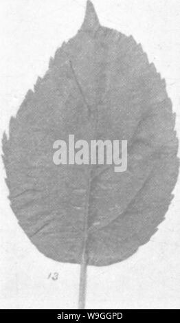Image d'archive à partir de la page 228 de l'encyclopédie de l'horticulture ; Banque D'Images
