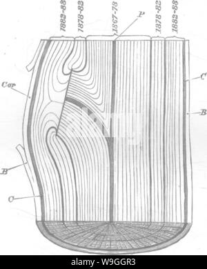 Image d'archive à partir de la page 228 de bois et certains de ses Banque D'Images