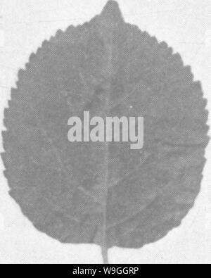 Image d'archive à partir de la page 228 de l'encyclopédie de l'horticulture ; Banque D'Images