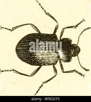 Image d'archive à partir de la page 230 de [Curculionidae] (1800) Banque D'Images