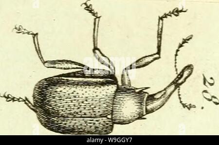 Image d'archive à partir de la page 230 de [Curculionidae] (1800) Banque D'Images