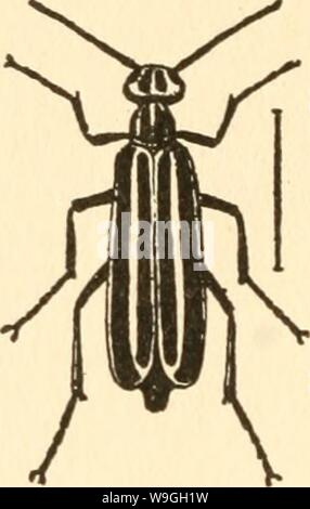 Image d'archive à partir de la page 231 de la culture et de maladies. La culture et les maladies de l'pois de culturediseaseso01taub Année : 1917 ( 170 LES MALADIES DU POIS DE FIG. 38. Le BLISTER BEETLE à rayures. (Après l'CHITTEN- DEN.) et les petits pois. Selon le professeur Chittenden ' l'insecte pond ses œufs sur les plantes ou sur le sol. À partir de chaque oeuf éclot une petite larve aux longues jambes, qui va activement à la recherche d'une sauterelle egg pod où il entre et se nourrit. Après cela, il jette sa peau plusieurs fois et finalement se transforme en un scarabée. Il y a également un certain nombre de Caterpillar Banque D'Images