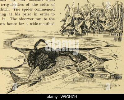Image d'archive à partir de la page 235 de l'American spiders et leur rotation. American spiders et leur travail de bobinage. Une histoire naturelle de l'orbweaving spiders des États-Unis, avec une attention particulière à leurs habitudes et de l'industrie Année : 1889 CUbiodiversity1121211-9742 ( 23(). AMKKK IUKllS'une sl'TlIEIll SPJNNINGWOKK et avait fixé sur elle. avec une prise mortelle juste sur le côté avant de la nageoire dorsale, et le pauvre poisson était une tour ronde et lentement, ou une torsion de son corps comme si dans la douleur. (Fig. 219.) La tête de son une araignée ji.f.] ennemi était parfois presque tiré sous l'eau, mais l'un poisson st Banque D'Images