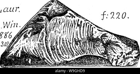 Image d'archive à partir de la page 235 d'un dictionnaire des fossiles Banque D'Images