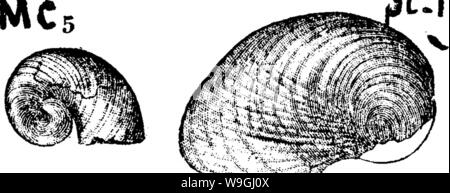 Image d'archive à partir de la page 244 d'un dictionnaire des fossiles Banque D'Images