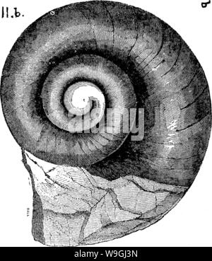 Image d'archive à partir de la page 245 d'un dictionnaire des fossiles Banque D'Images