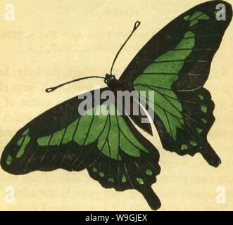 Image d'archive à partir de la page 250 du livre de papillons, sphinges, Banque D'Images