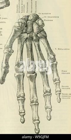 Image d'archive à partir de la page 250 de Cunningham's Text-book d'anatomie (1914). Cunningham's Text-book d'anatomie cunninghamstextb00cunn Année : 1914 ( mois de vie intra-utérine. A la naissance, l'arbre est bien formé ; ses extrémités proximales et distales sont bouchés avec du cartilage, et la grosse tubérosité commence à apparaître. Un centre secondaire apparaît dans le cartilage de l'extrémité distale de la deuxième ou troisième année, ce qui ne permet pas d'unir avec l'arbre jusqu'à la vingtième et vingt-cinquième année, un peu plus tôt chez la femelle. À partir de ce canal carpien ulnaire et les surfaces articulaires sont formés. Le centre de Banque D'Images