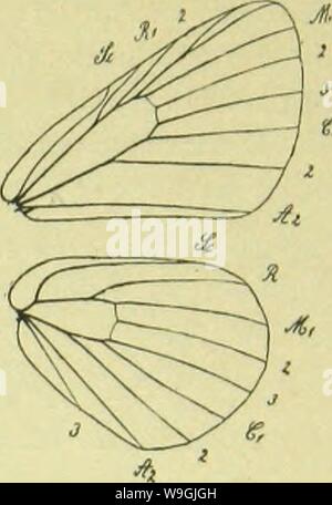 Image d'archive à partir de la page 250 de Canaren (1892) Banque D'Images