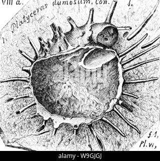 Image d'archive à partir de la page 250 d'un dictionnaire des fossiles Banque D'Images