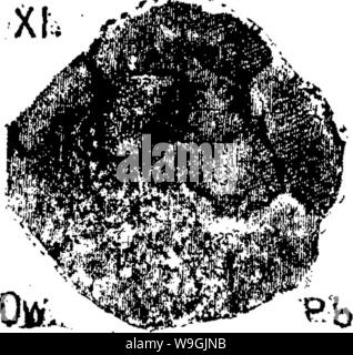 Image d'archive à partir de la page 254 d'un dictionnaire des fossiles Banque D'Images