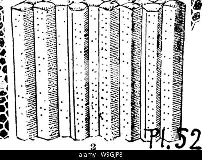 Image d'archive à partir de la page 254 d'un dictionnaire des fossiles Banque D'Images