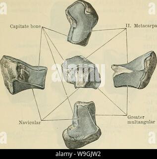 Image d'archive à partir de la page 255 de Cunningham's Text-book d'anatomie (1914). Cunningham's Text-book d'anatomie cunninghamstextb00cunn Année : 1914 ( l'ostéologie. Os capitatum II. Plus multangular métacarpien Fig. 218.- âThe huit locataire Multangular. l'os de sa face interne de la surface palmaire. C'est à l'attache du ligament carpien transverse ainsi que certaines des fibres d'origine de la courte muscles du petit doigt. La face interne de l'hamulus est parfois cannelé par la direction générale de la profonde du nerf cubital. (Anderson, W.,'Proc. Anat. Soc.' Joum. Anat. et biol.vol.XXVIII.p. 11.) Thevolar su Banque D'Images