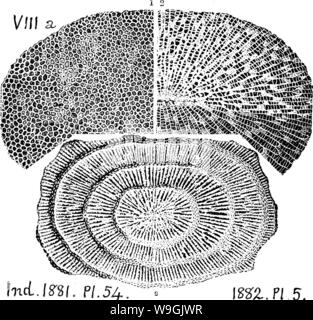 Image d'archive à partir de la page 256 d'un dictionnaire des fossiles