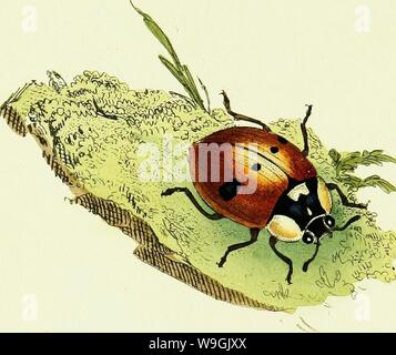 Image d'archive à partir de la page 257 de l'histoire naturelle des Britanniques. L'histoire naturelle des insectes britanniques ; expliquant dans leurs plusieurs membres, avec les périodes de leurs transformations, leur nourriture, l'oeconomie, &c. avec l'histoire de ces minutes insectes comme nécessitant une enquête par le microcsope. L'ensemble illustré par des chiffres de couleur, conçu et exécuté à partir de spécimens vivant CUbiodiversity1123244-9679 Année : 1792 ( ' IL Banque D'Images