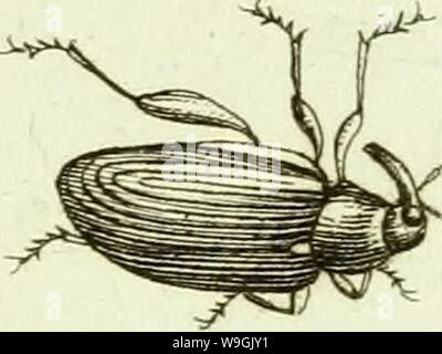 Image d'archive à partir de la page 258 de [Curculionidae] (1800) Banque D'Images