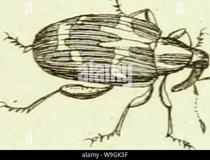 Image d'archive à partir de la page 260 de [Curculionidae] (1800) Banque D'Images