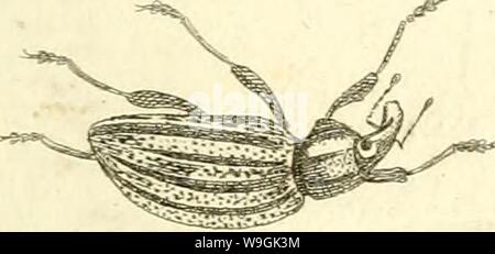Image d'archive à partir de la page 260 de [Curculionidae] (1800) Banque D'Images