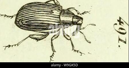 Image d'archive à partir de la page 262 de [Curculionidae] (1800) Banque D'Images