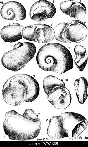 Image d'archive à partir de la page 262 d'un dictionnaire des fossiles Banque D'Images