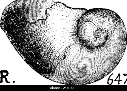 Image d'archive à partir de la page 263 d'un dictionnaire des fossiles Banque D'Images