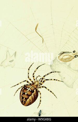 Image d'archive à partir de la page 263 de l'histoire naturelle des Britanniques. L'histoire naturelle des insectes britanniques ; expliquant dans leurs plusieurs membres, avec les périodes de leurs transformations, leur nourriture, l'oeconomie, &c. avec l'histoire de ces minutes insectes comme nécessitant une enquête par le microcsope. L'ensemble illustré par des chiffres de couleur, conçu et exécuté à partir de spécimens vivant CUbiodiversity1123244-9685 Année : 1792 ( Banque D'Images