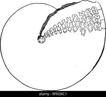 Image d'archive à partir de la page 266 de Gasteropoda et des céphalopodes de l' Banque D'Images