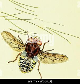 Image d'archive à partir de la page 265 de l'histoire naturelle des Britanniques. L'histoire naturelle des insectes britanniques ; expliquant dans leurs plusieurs membres, avec les périodes de leurs transformations, leur nourriture, l'oeconomie, &c. avec l'histoire de ces minutes insectes comme nécessitant une enquête par le microcsope. L'ensemble illustré par des chiffres de couleur, conçu et exécuté à partir de spécimens vivant CUbiodiversity1123244-9529 Année : 1792 ( Banque D'Images