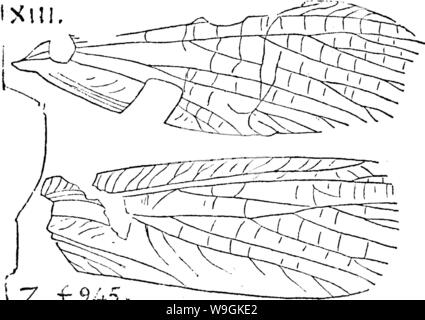 Image d'archive à partir de la page 268 d'un dictionnaire des fossiles