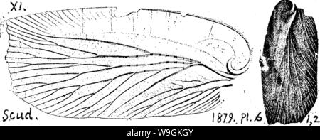 Image d'archive à partir de la page 269 d'un dictionnaire des fossiles Banque D'Images