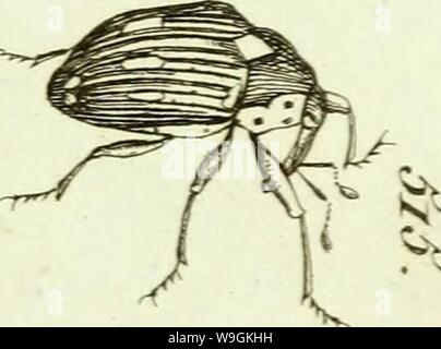 Image d'archive à partir de la page 270 de [Curculionidae] (1800)