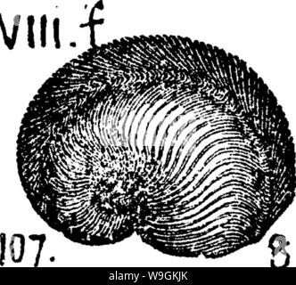 Image d'archive à partir de la page 270 d'un dictionnaire des fossiles